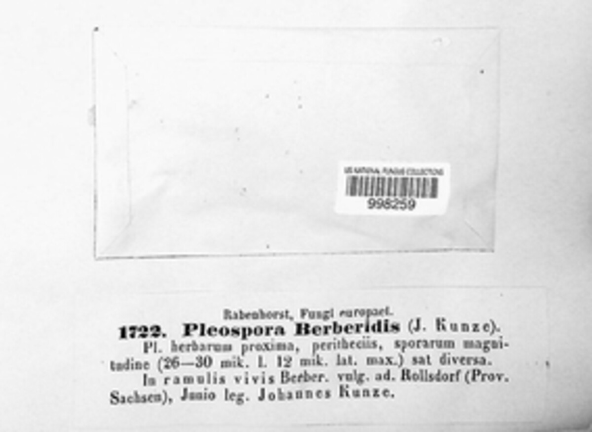 Pleospora berberidis image